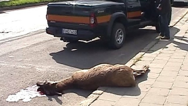 Panevėžyje sukėlęs dvi avarijas žuvo elnias