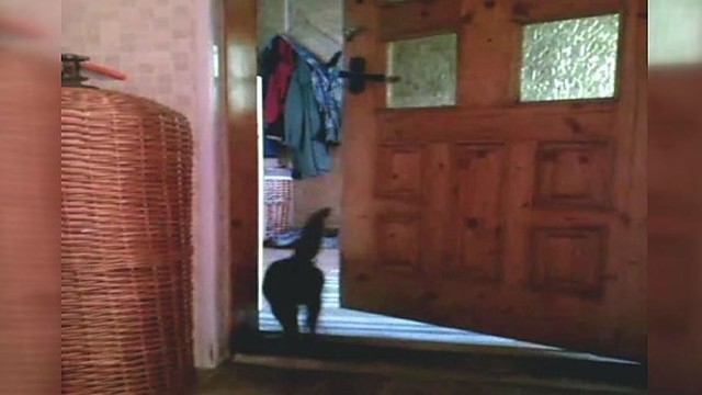 Augintinio talentas: gudri katė duris atsidaro pati