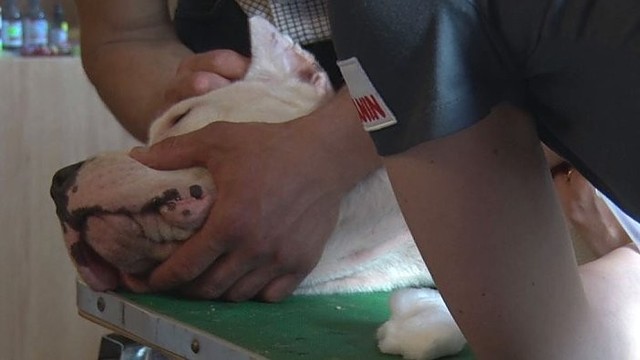 Kraujo donorais tapę agresyvūs šunys dovanojo gyvybę