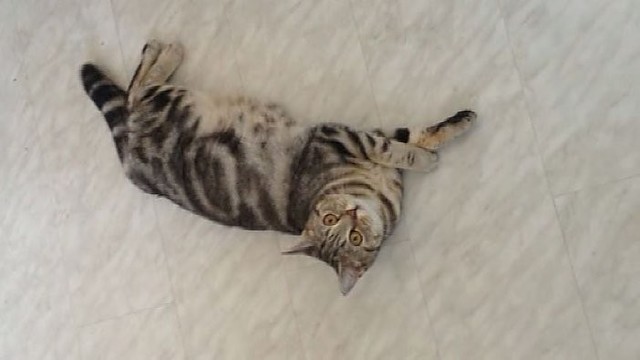 Augintinio talentas: dresuota katė Fibi paprašius sako „miau“