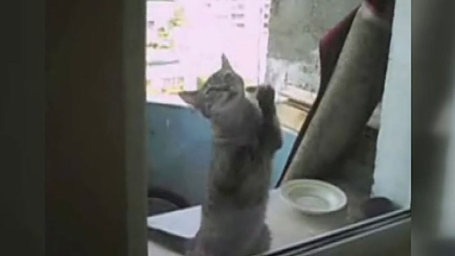 Augintinio talentas: katė – langų valytoja