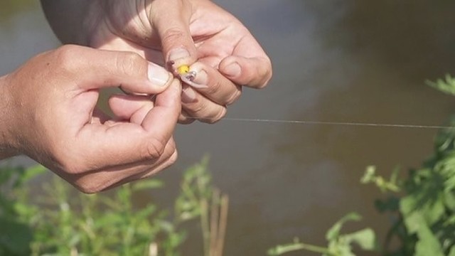„Šiandien kimba“: karosų žvejyba upelyje (II)