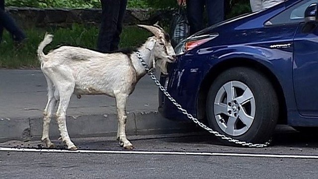 Panevėžyje vairuotoja tempė prie automobilio pririštą ožį