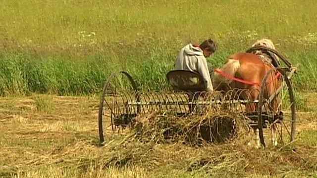 „Girių takais“: pievų šienavimo ypatumai (I)