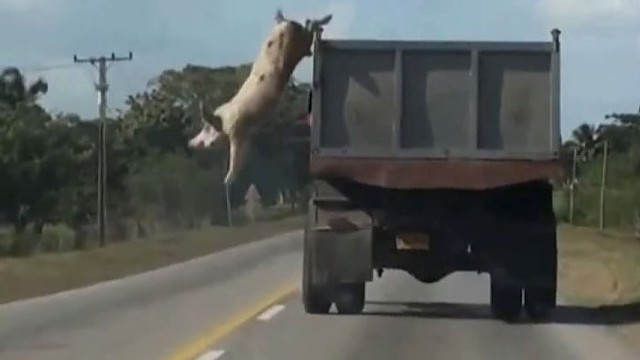 Į skerdyklą vežama kiaulė iššoko iš važiuojančio sunkvežimio