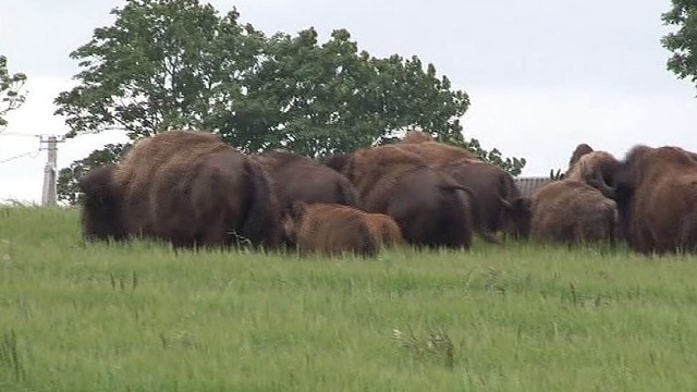 Šalia Kelmės pabėgusi bizonų banda sutrypė ūkininkų laukus