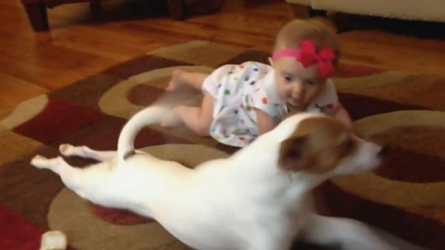 Linksmas vaizdelis: kūdikį šliaužti mokantis šuo
