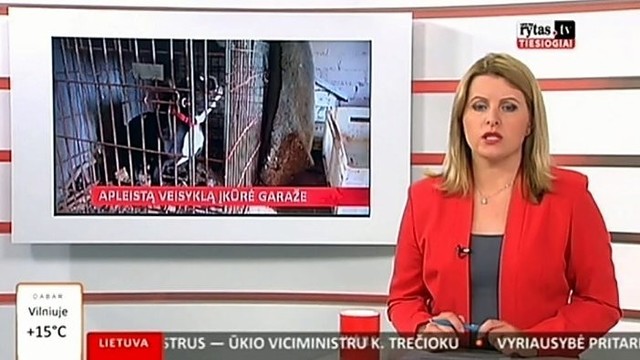 „Reporteris“: garaže įkurta veisykla šokiravo pareigūnus (II)