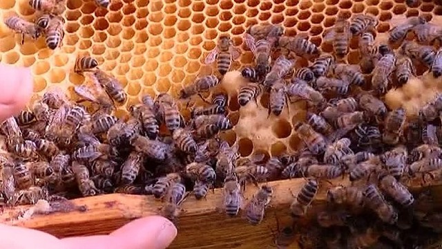 Bitininkai: „Medaus bitės šiemet sunešė tik sau ir kaimynui“