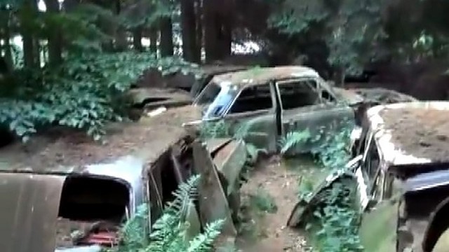 Sensacija tapo miške atrastas paslaptingas automobilių kapinynas