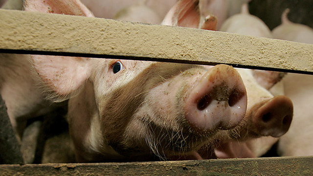 Labiausiai Lietuvoje saugomoje fermoje dėl maro gaišta kiaulės