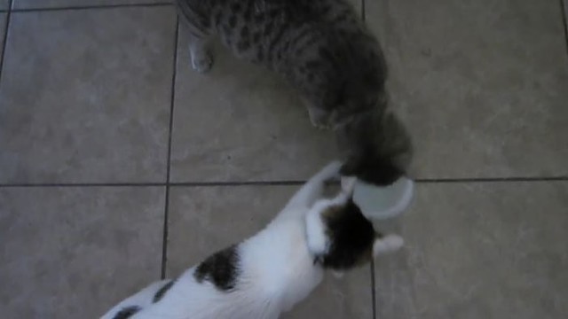 Įžūlumo viršūnė: dvi katės ir jogurto indelis