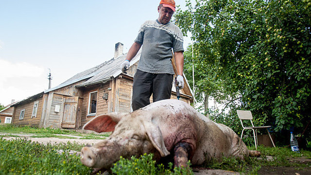 Ūkininkas: draudimo bendrovės nuo šiol kiaulių grasina nedrausti