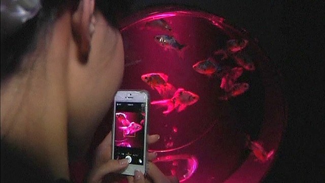 Nežemiško grožio akvariumai užburia parodos lankytojus