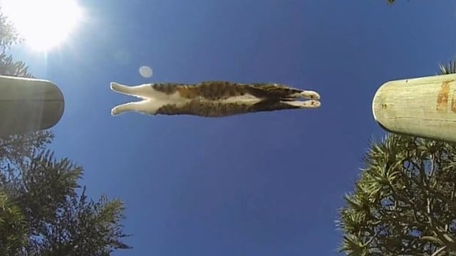 Katino skrajūno triukų pavydėtų net geriausi akrobatai