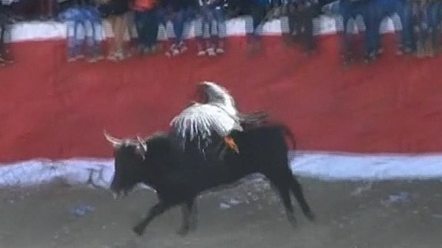 Milžiniškas grifas pademonstravo rodeo sugebėjimus ant buliaus