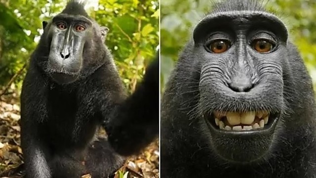 Dėl beždžionės darytos asmenukės užvirė ginčai