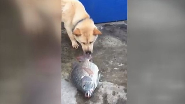 Netikėtas šuns poelgis su žuvimis privers aiktelėti iš nuostabos