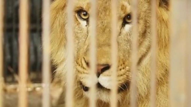 Peru iš nelegalių cirkų išlaisvinti devyni liūtai