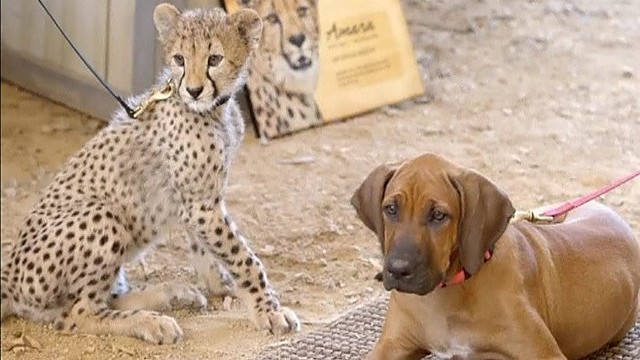 Pasakiškai graži draugystė: kai gepardas sutiko šuniuką