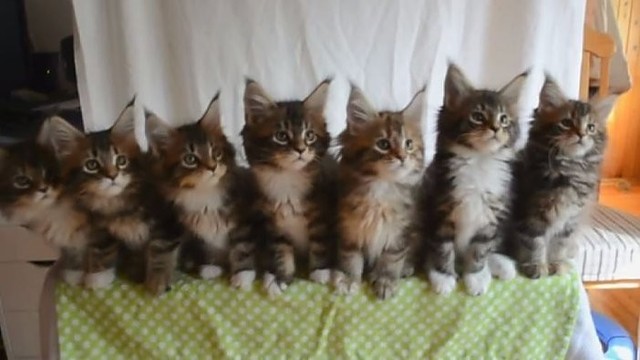 Fantastika: septyni kačiukai nustebins savo keistu elgesiu