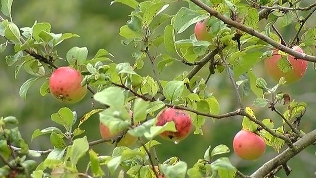 Ūkininkų soduose ekologiškų obuolių, kriaušių – nė kvapo