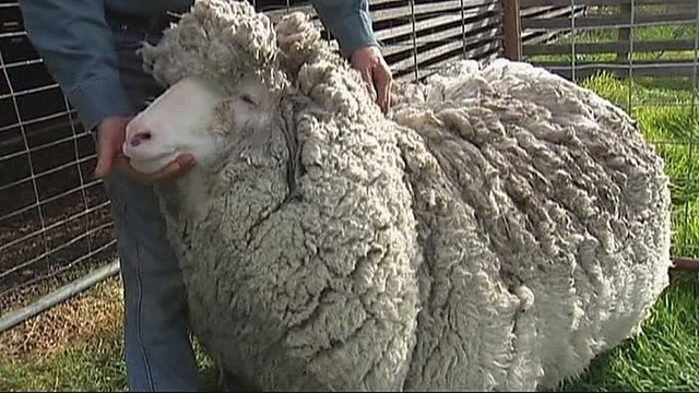 Tasmanijoje aptiktas avinas pribloškė savo kailiniais