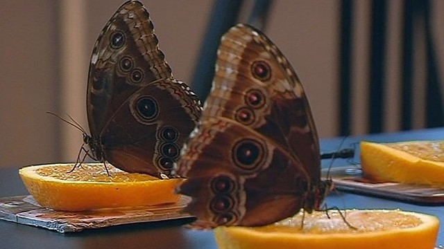 Verslas tarsi loterija: vilniečiams pinigus skraidina drugeliai