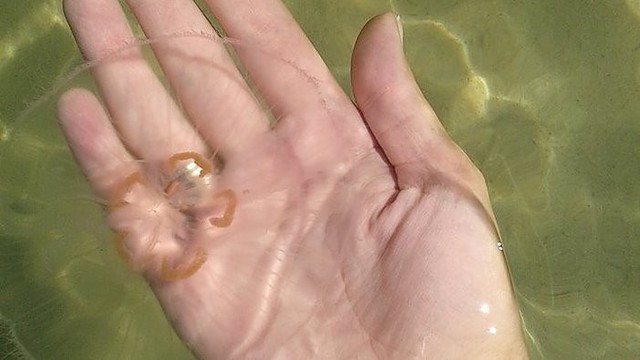 Nidos paplūdimyje – medūzų desantas