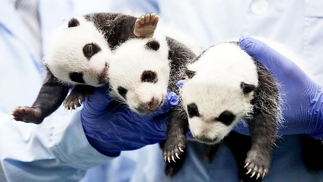 Žvaigždūnai – pirmasis pasaulyje pandų trejetukas