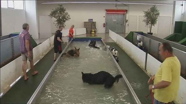 Vokietijoje atidarytas baseinas šunims
