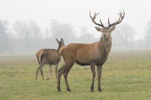 Tauriuosius elnius nušovę brakonieriai - jauni gamtos apsaugos inspektoriai