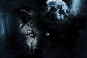 Šiąnakt stos Vilko pilnatis: tai didysis šių metų šansas