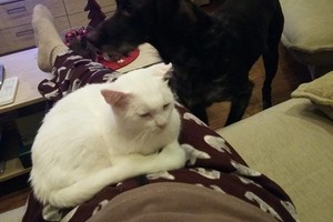 Iš ligoninės grįžusią šeimininkę nustebino netikėtas katės poelgis