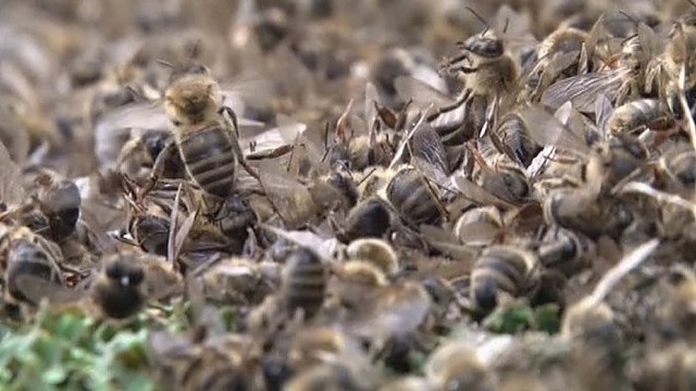 Lenkijos policija aiškinasi, kas nužudė milijonus bičių