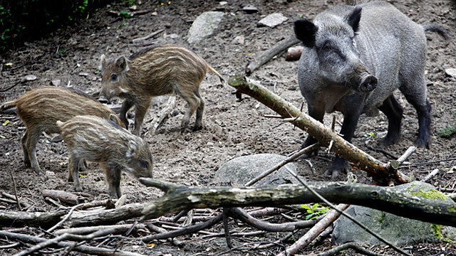 Afrikinis kiaulių maras Lietuvoje šluoja šernų populiaciją