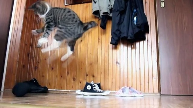 Neeiliniai katės gabumai: po namus šokinėja lyg kengūra