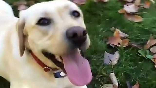 Pamatyk, kaip greitai šuo suranda kamuoliuką lapų krūvoje