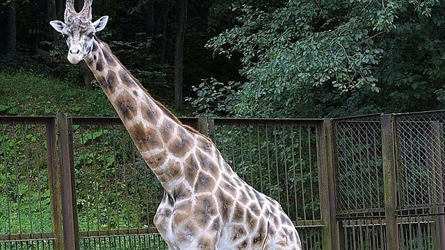Žirafa Gudrutis itin sunkiai išgyvena draugo netektį