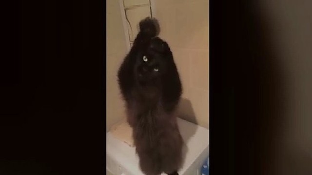 Pilvo šokius šokanti katė stebina savo šeimininką
