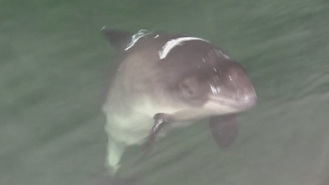 Neeilinis gyvūnas: Baltijos delfinas arba jūrų kiaulė (II)