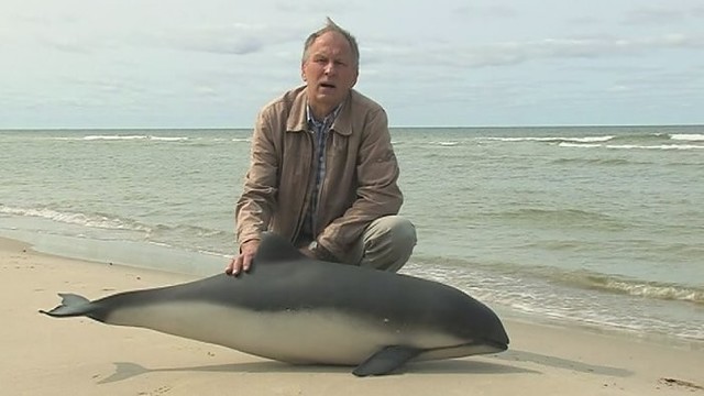 Neeilinis gyvūnas: Baltijos delfinas arba jūrų kiaulė (I)