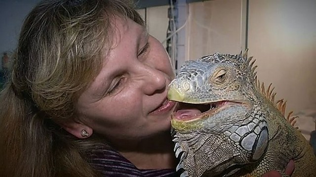 Driežų motinai krokodilas buvo tapęs sugulovu