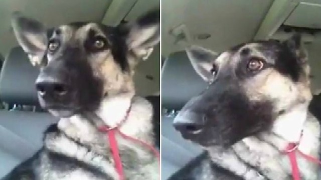 Atsižiūrėti neįmanoma: šuns ausys juda pagal hiphopo dainą