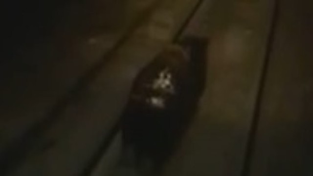 Rusijoje geležinkeliečiai nufilmavo, kaip sutraiškė bėgantį lokį