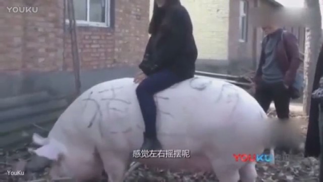Kinai stebina: išsirinko „Karalienę kiaulę“