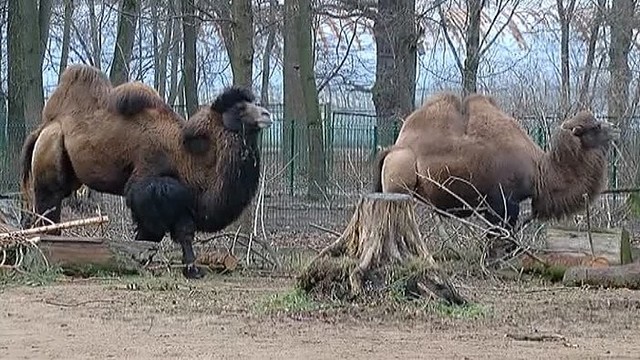 Lietuvos zoologijos sode – meilės kibirkštys