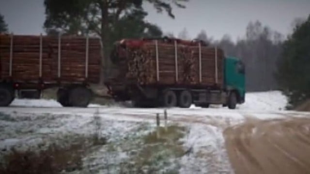 Dzūkai įtaria, kad Lietuvos miškus masiškai išsiveža lenkai