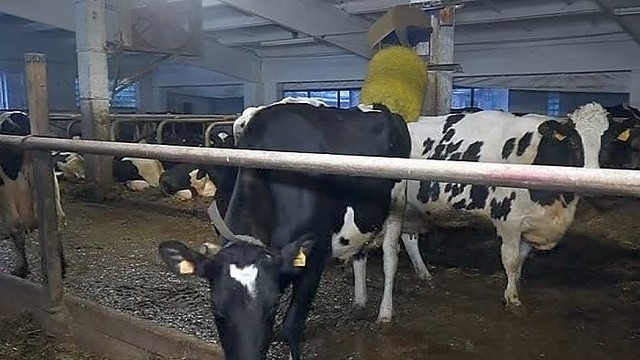 Suvalkijoje karvės guli ant kelis šimtus kainuojančių čiužinių