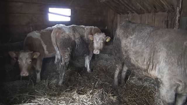 Ekologiškai ūkininkaujantiems trakiškiams padeda muzika (I)